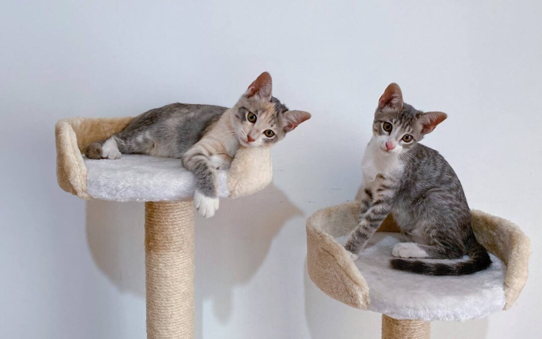 Les points forts et faibles des arbres à chat Trixie