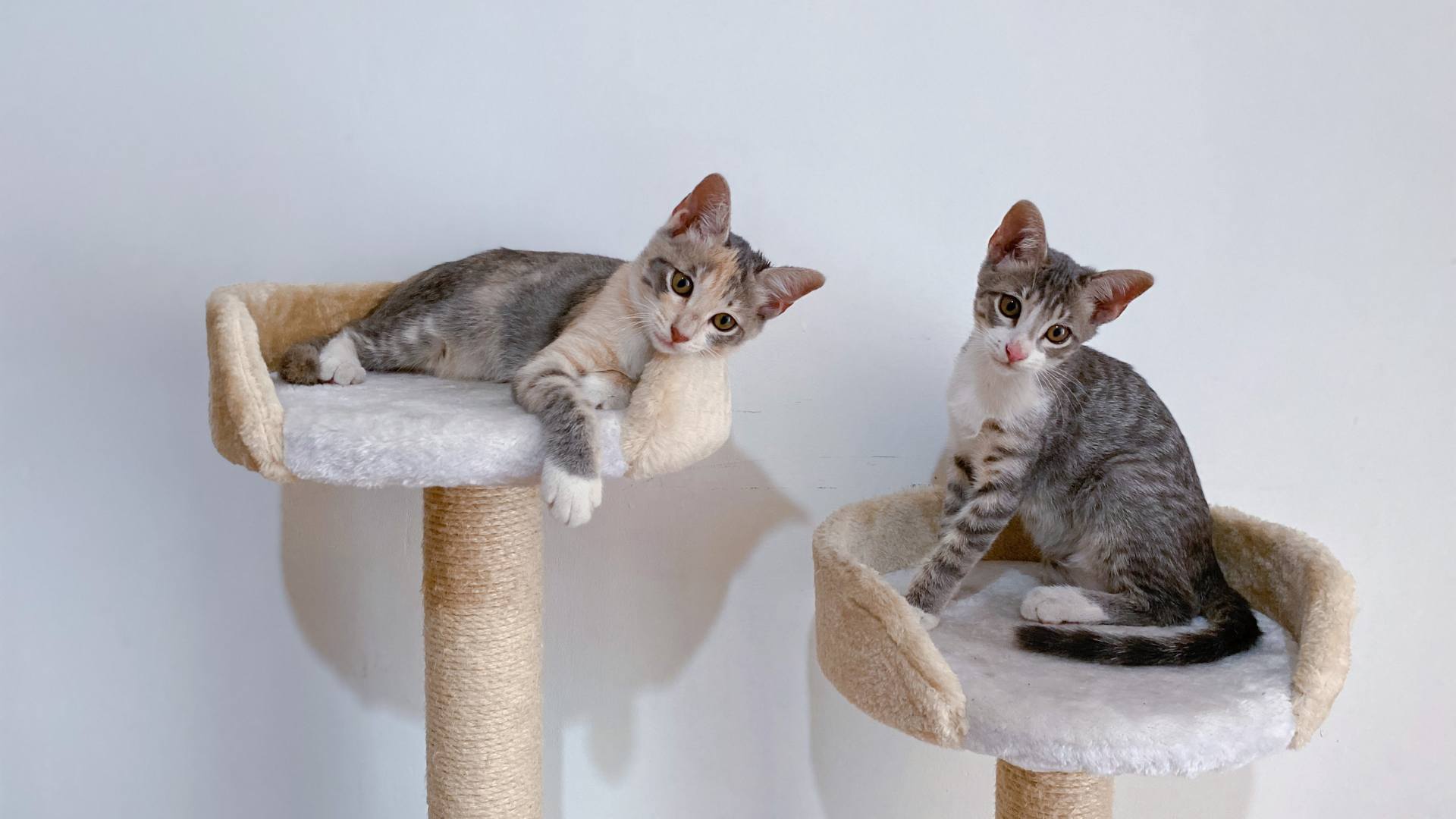 Arbres à Chat