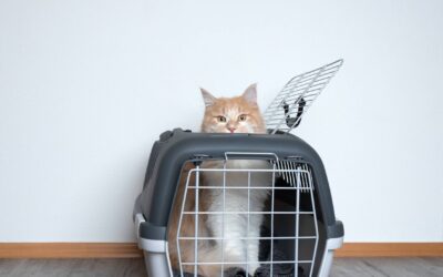 Avis sur les caisses de transport pour animaux : Petmate vs AmazonBasics