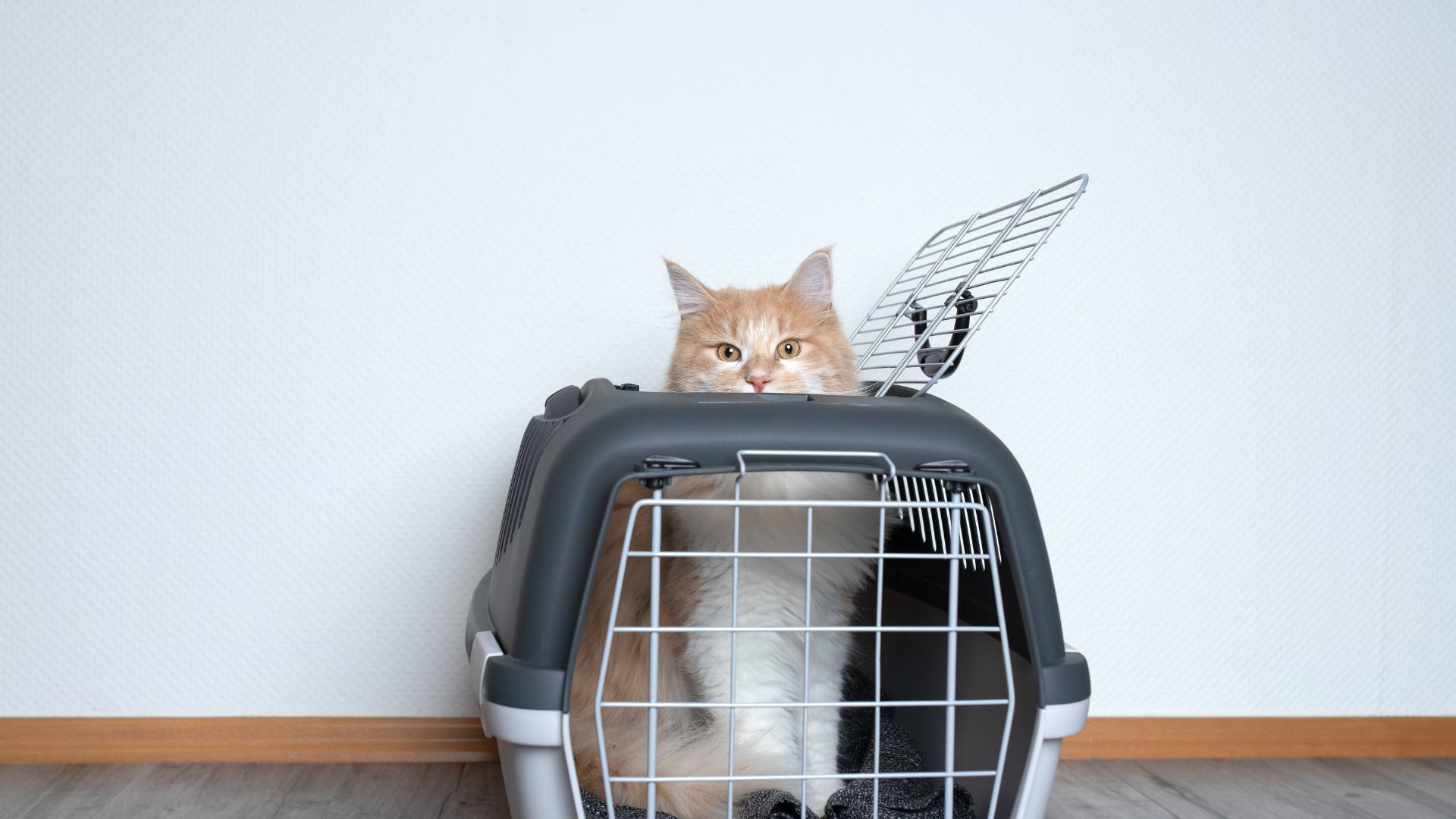 caisse de transport animaux caisse de transport animaux