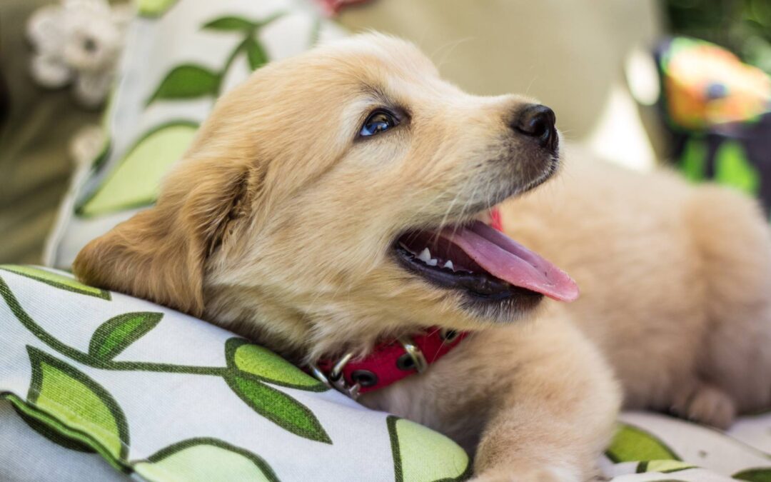 Comment socialiser un chiot avec d&rsquo;autres animaux