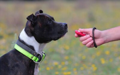 Les points forts et faibles des clickers pour l&rsquo;entraînement des chiens