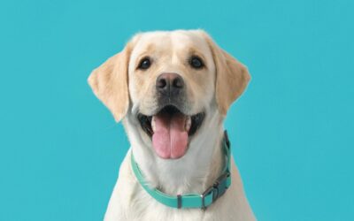 Les avantages et inconvénients des colliers GPS pour chiens