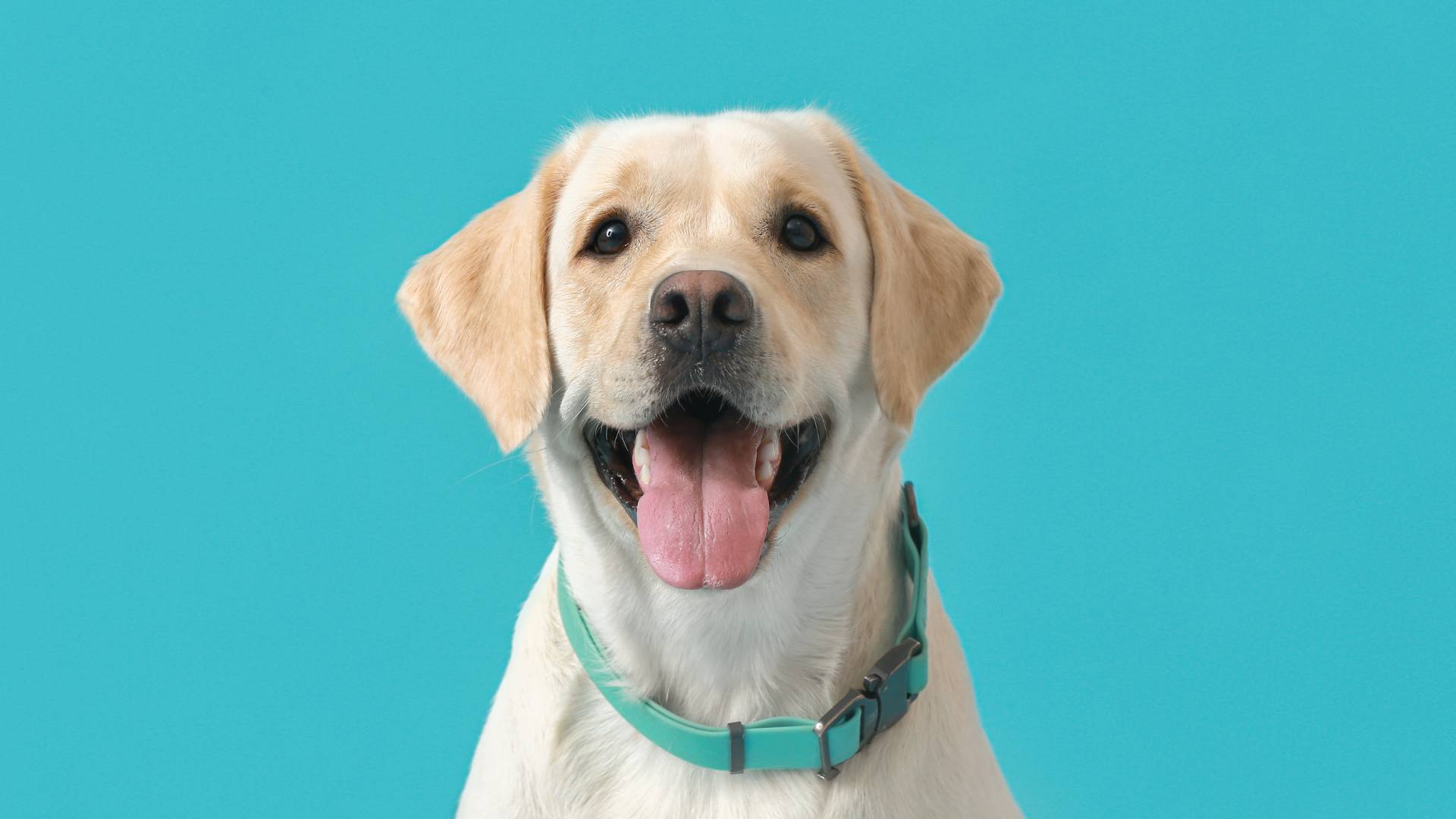 collier chien collier chien