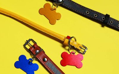Mon avis sur les colliers de dressage pour chiens : avantages et inconvénients