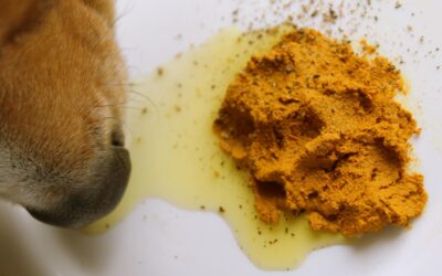 Les meilleurs compléments alimentaires pour chiens en 2024