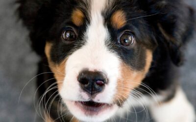 Mon expérience avec les classes d’éducation pour chiots
