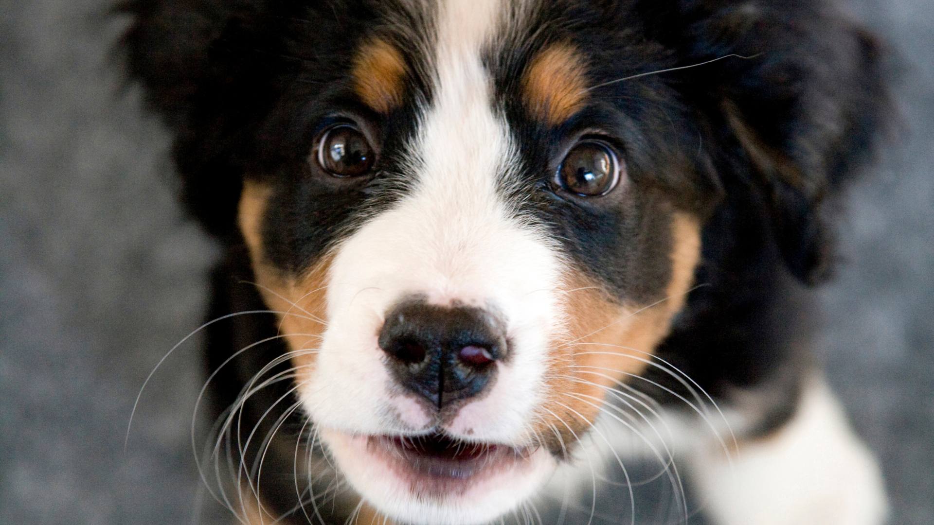 éducation chiot Chiot
