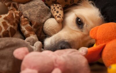 Mon expérience avec les jouets pour chiens Kong