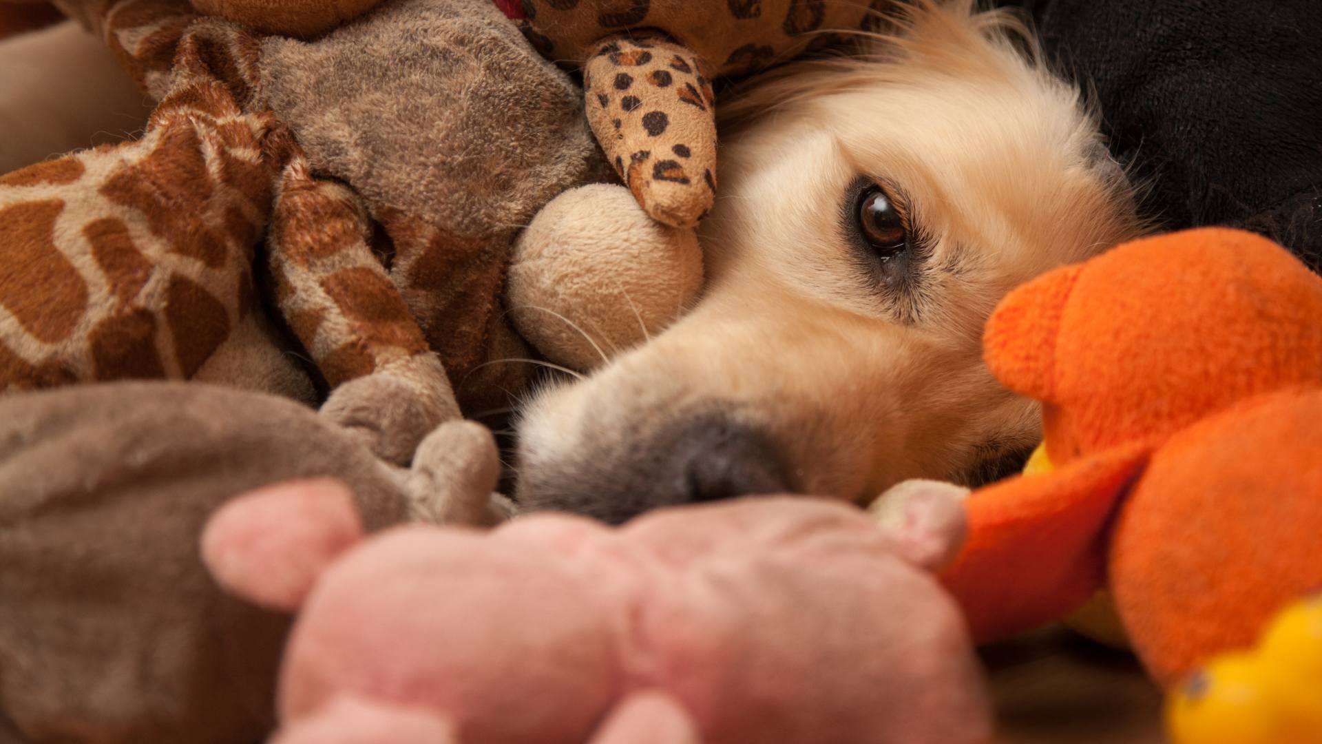 jouets pour chiens