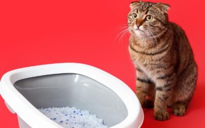 Mon avis sur les litières pour chats Cat’s Best : avantages et inconvénients