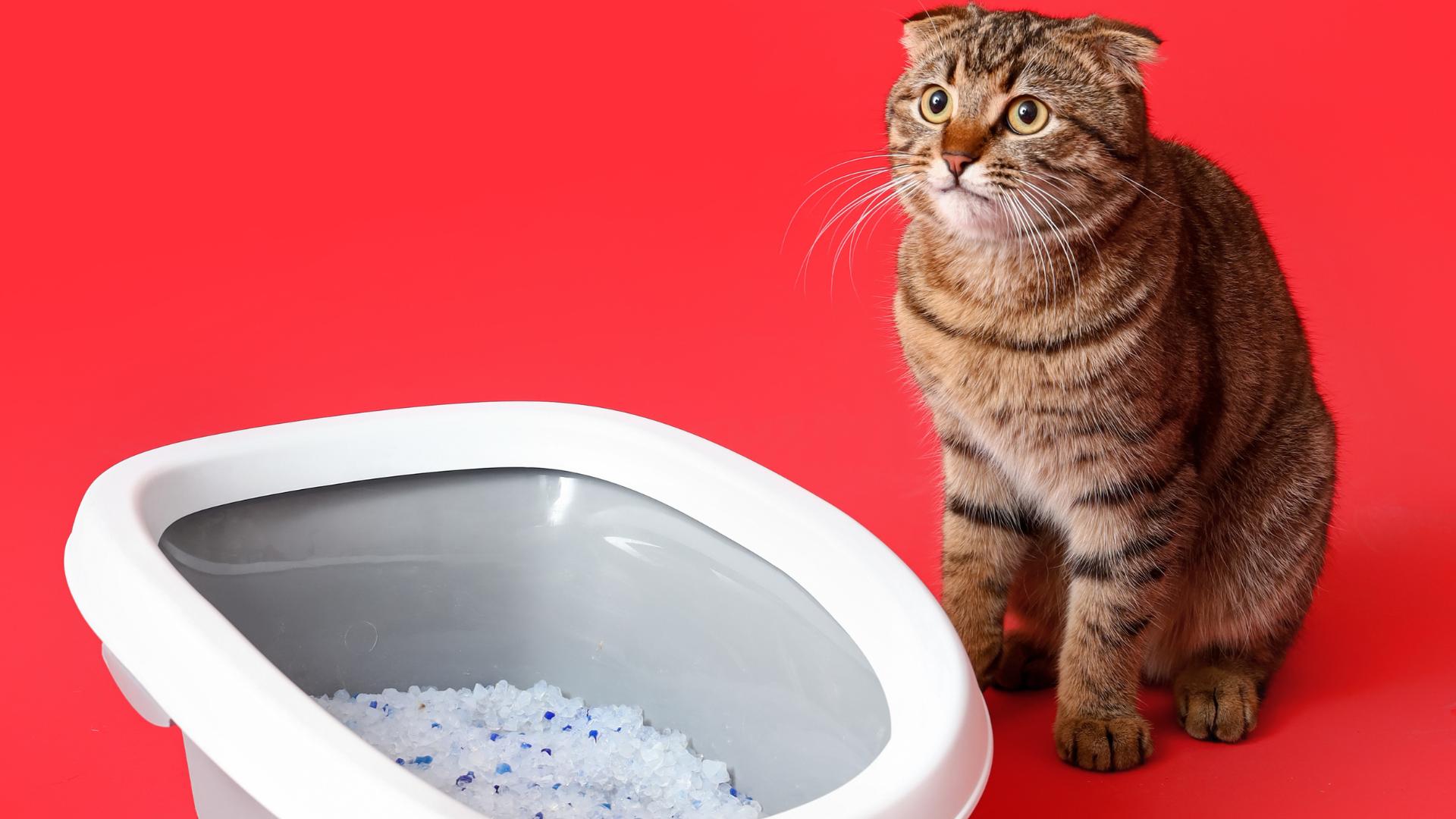 litières pour chats