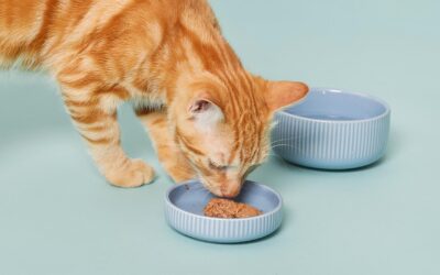 Comparatif des marques de nourriture humide pour chats : Sheba vs Gourmet