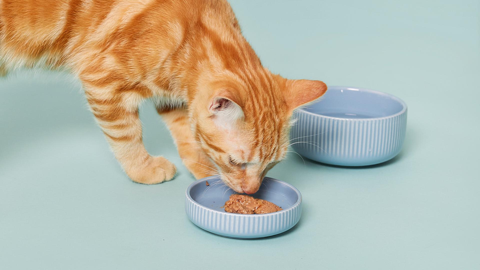 nourriture pour chat