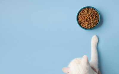 10 conseils pour choisir la meilleure nourriture pour votre chat