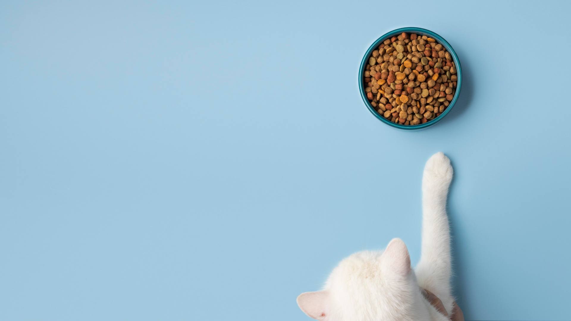 nourriture pour chat
