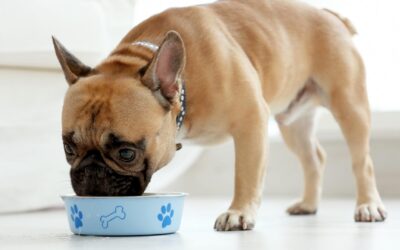 Comment préparer des repas faits maison pour votre chien