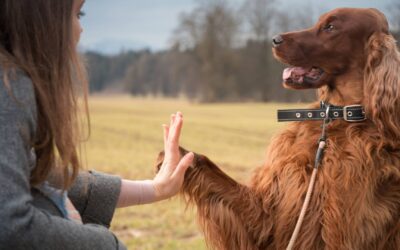 10 conseils pour dresser votre chien